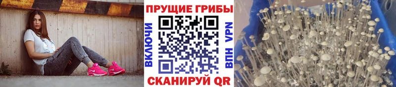 Псилоцибиновые грибы GOLDEN TEACHER  Исилькуль 